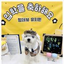 강아지천국 | 우리 댕댕이 천국 발견! 부산강아지호텔 멍데뷰 방문 후기