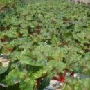 김덕규 농장 이미지