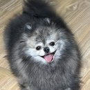 글라스팩토리2 | 폰케이스주문제작 추천 픽쵸 글라스 아이폰 케이스 커스텀굿즈 주문제작 구매후기