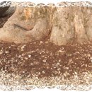 뿌리목장 이미지