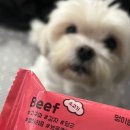 멍이랑 | 강아지 화식사료 추천 <멍냥밥상연구소 멍이밥상플러스 > 일주일 급여 후기