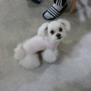 뚜비콩