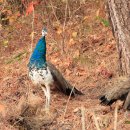 신도펜션 이미지