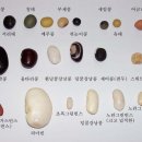 콩의 종류 및 재배 방법 이미지