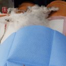 해운대조은동물병원 이미지