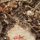 갈참나무(13살)-084-은평구 봉산 편백나무 숲 확장공사로 벌목된 나무 기록 이미지