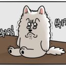 개밥주는고양이 이미지