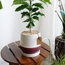 지니커피집 이미지