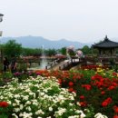 장미의거리6 이미지