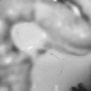 반월동물병원 이미지