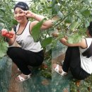 인섭 농장 | 푸드마니아 10기와 함께하는 생기 가득 방울 토마토 여행 후기