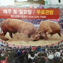 황소 이미지