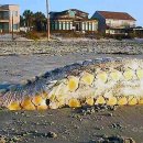 (주)황금바다 이미지