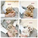 모델독켄넬 이미지