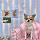 프롬율무 이미지