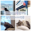 푸른동물병원 | 인천고양이동물병원 후기 중성화수술 /요로결석 /스켈링 부평구삼산동늘푸른동물병원 유기묘입양까지