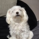 마실오개 이미지