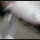 초밥생각