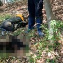 야산염소 이미지