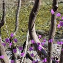 진달래산천 이미지