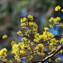 The 산수유 이미지