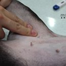 두리틀동물병원 이미지