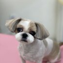 댕댕쌀롱 이미지