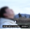 제주라일락 이미지