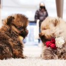 펫하임 강아지 고양이 이미지