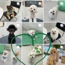 퍼피포피 이미지