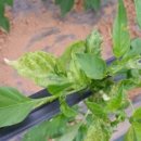 바이러스 이미지