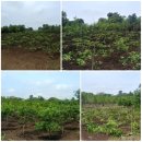 신흥농장2 이미지