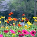 엄마의 청춘 이미지