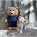 하남강아지 이미지