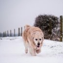 댕댕이 숲 이미지