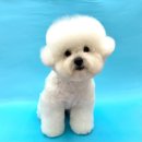 콩스몽스 이미지