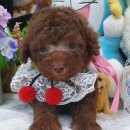 우아펫 대전점 이미지