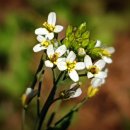 꽃이 피면 이미지