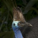 세계에서 가장 위험한 새, 화식조(Cassowary) 이미지
