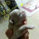 아가빵