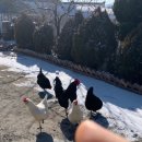 꼬마꼬꼬 이미지