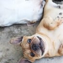 단디프렌치 이미지