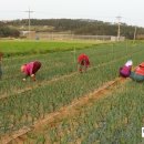 땅끝농장 이미지