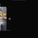 댕댕이 보호구역 이미지