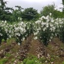 무궁화농원 이미지