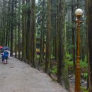 대한다원 이미지