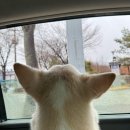 올리스 아시아드점 이미지