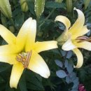 나리민박 이미지