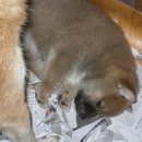 필애견훈련학교 이미지