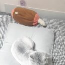 잔다냥 성남점 이미지